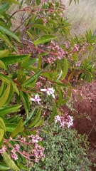 Dichaetanthera