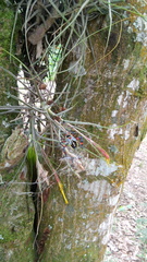 Pachylis acutangulus