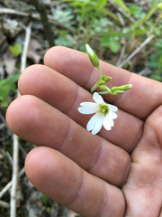 Cerastium velutinum