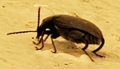 Pachymerus nucleorum