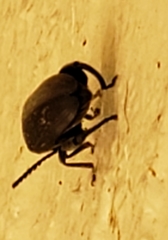 Pachymerus nucleorum