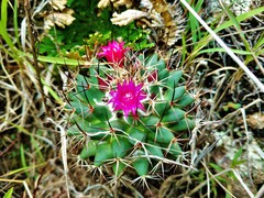 Mammillaria polythele
