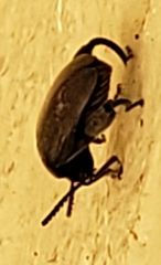 Pachymerus nucleorum