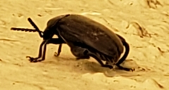 Pachymerus nucleorum