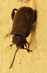 Pachymerus nucleorum