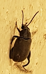 Pachymerus nucleorum