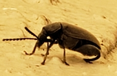 Pachymerus nucleorum