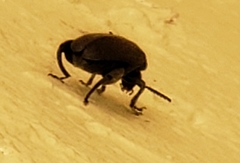 Pachymerus nucleorum