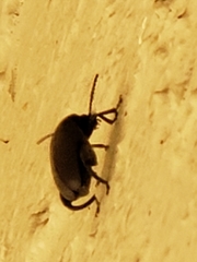 Pachymerus nucleorum