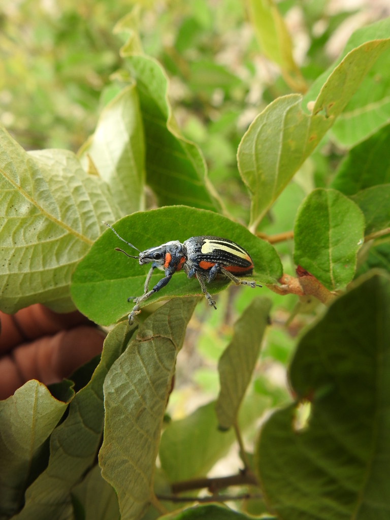 Thoraconaupactus vaninii