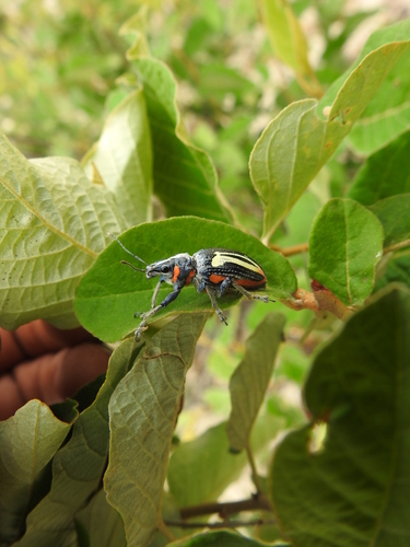Thoraconaupactus vaninii