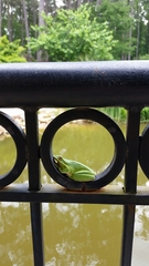 Hyla cinerea