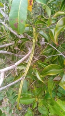 Plectaneia