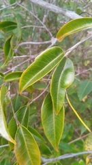 Plectaneia