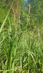 Carex riparia