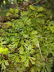 Elaphoglossum peltatum