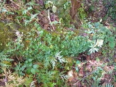 Elaphoglossum peltatum