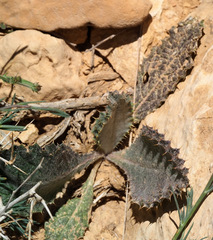 Onopordum heteracanthum