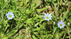 Gentiana prostrata