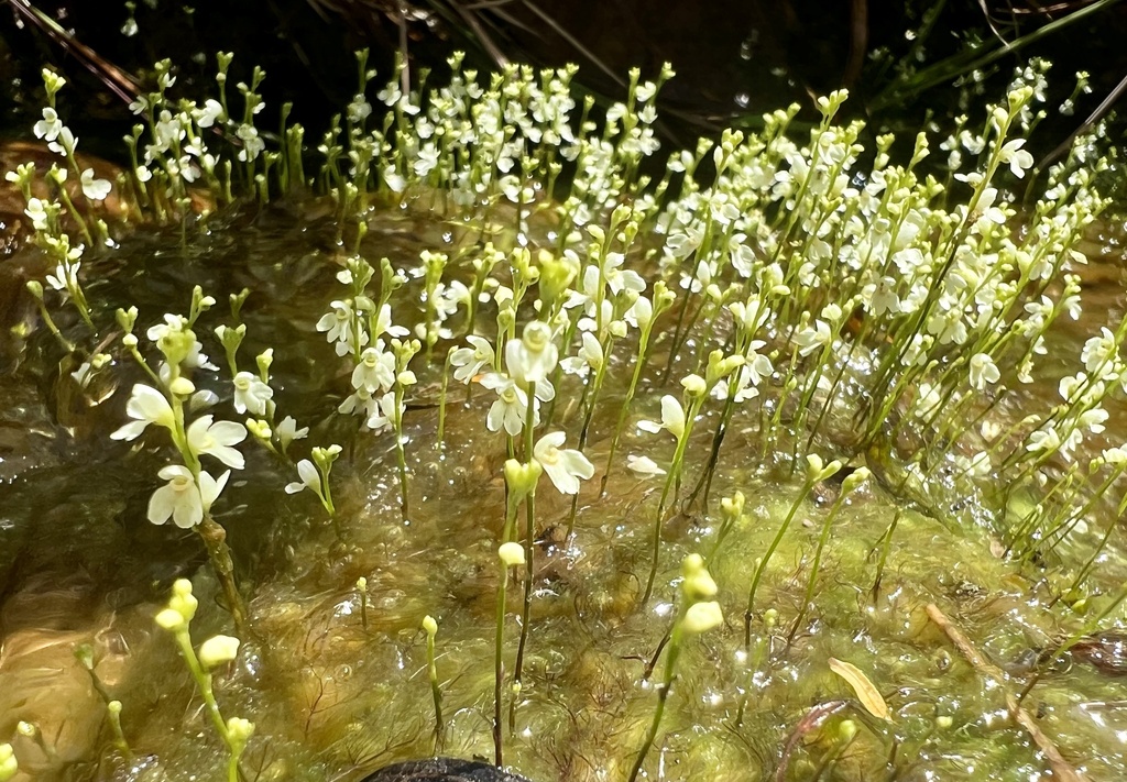 Utricularia neottioides A.St.-Hil. & Girard