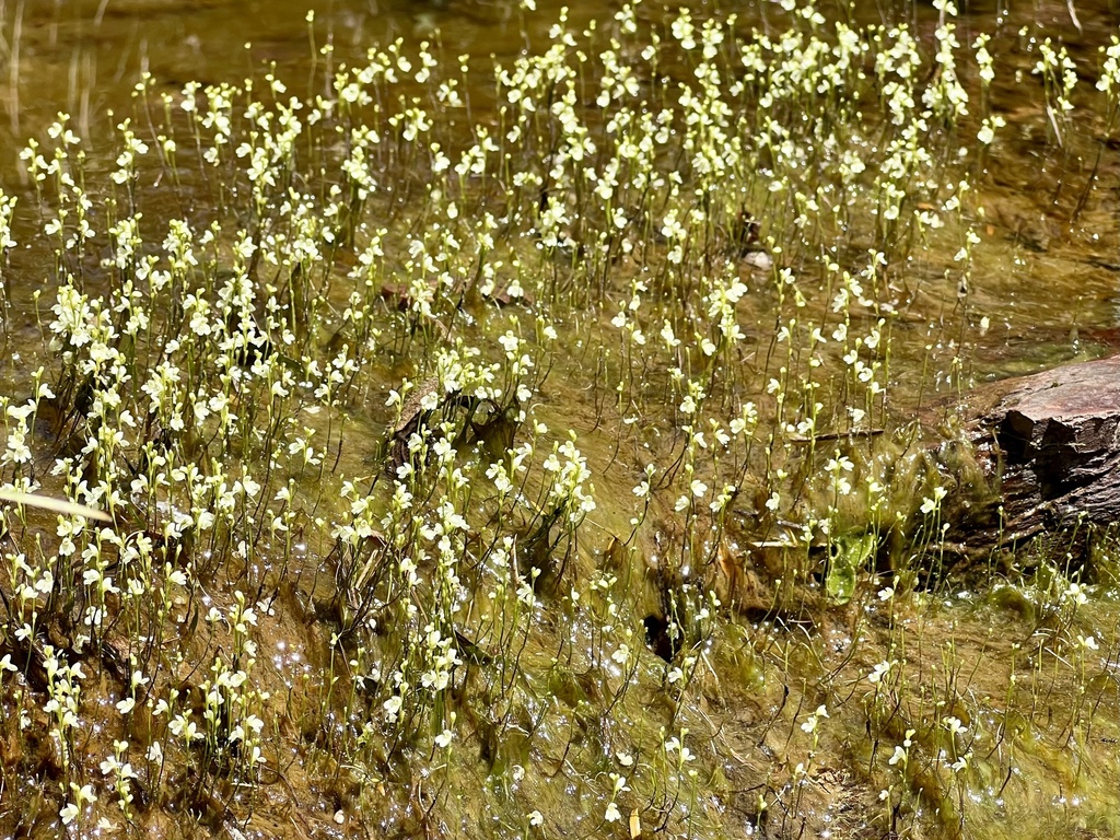 Utricularia neottioides A.St.-Hil. & Girard 2