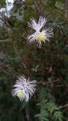 Dichrostachys