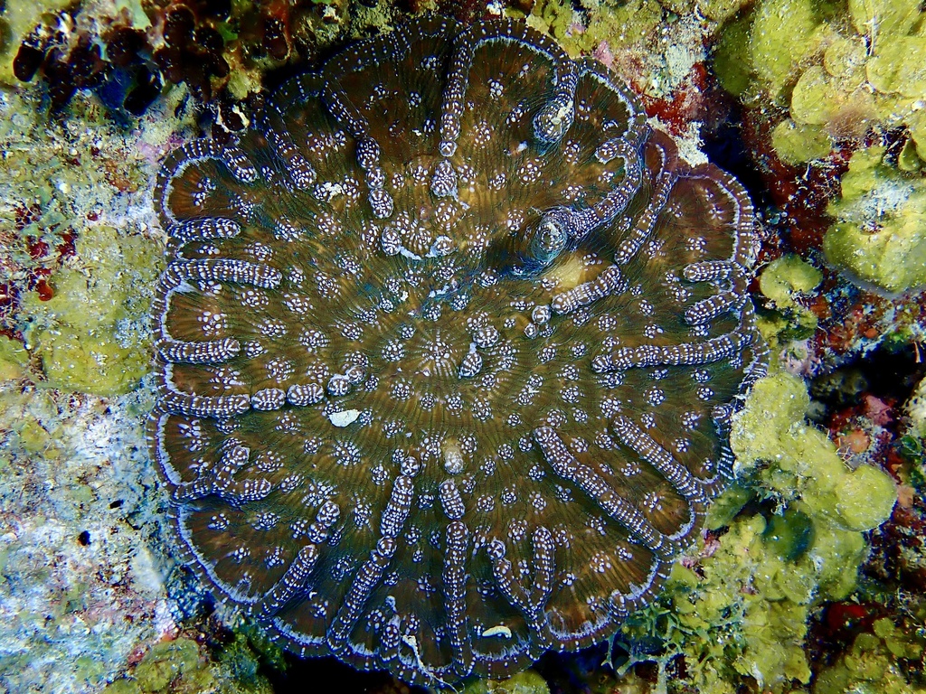 Ridged Cactus Coral