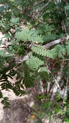 Dichrostachys