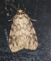 Hectobrocha subnigra