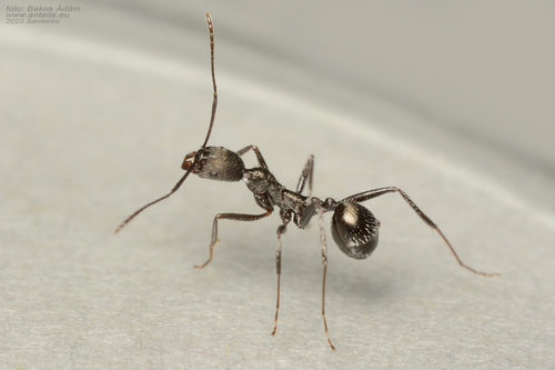 Aphaenogaster simonelliiAphaenogaster simonellii
