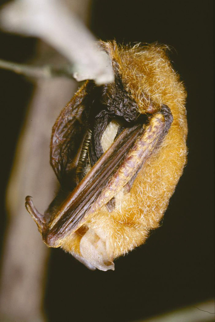 Damara woolly bat (Bats of Ivory Coast) · iNaturalist