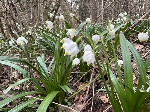 Leucojum vernum