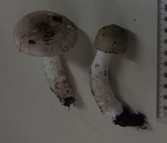 Russula purpureotincta