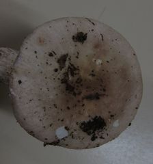Russula purpureotincta
