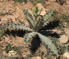 Onopordum heteracanthum