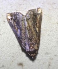 Pseudogyrtona fulvana