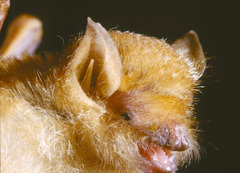 Damara Woolly Bat photo 2