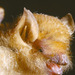 Woolly and Trumpet-eared Bats - Photo (c) Jakob Fahr, some rights reserved (CC BY-NC), uploaded by Jakob Fahr