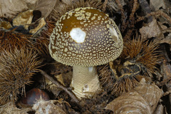 Amanita franchetii