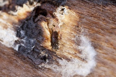 Dryocoetes autographus