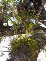 Prosthechea ochracea
