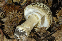 Amanita franchetii