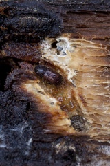 Dryocoetes autographus