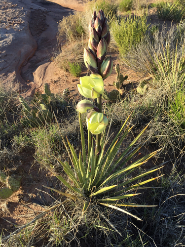 Yucca harrimaniae