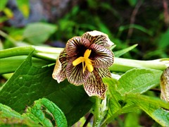 Tigridia vanhouttei