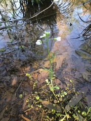 Cardamine pratensis