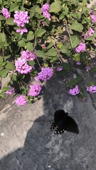 Mimoides thymbraeus aconophos