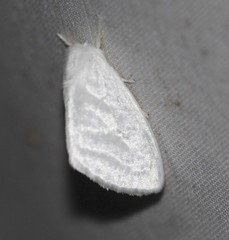 Euzora collucens