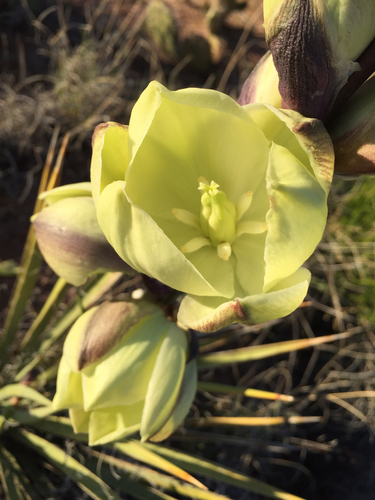 Yucca harrimaniae