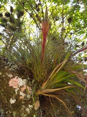 Tillandsia punctulata